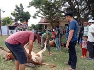 Kasus PMK Tidak Berpengaruh, Warga BTN Kupula Indah Sembelih 10 Ekor Hewan Kurban