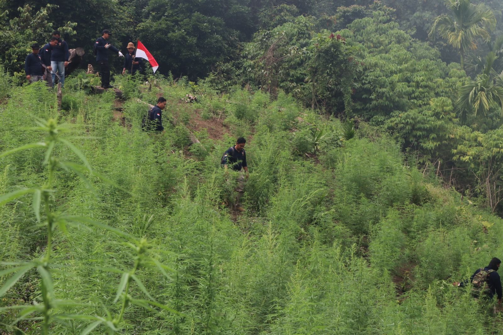 Foto: Kapolda Aceh Pimpin Pemusnahan Ladang Ganja