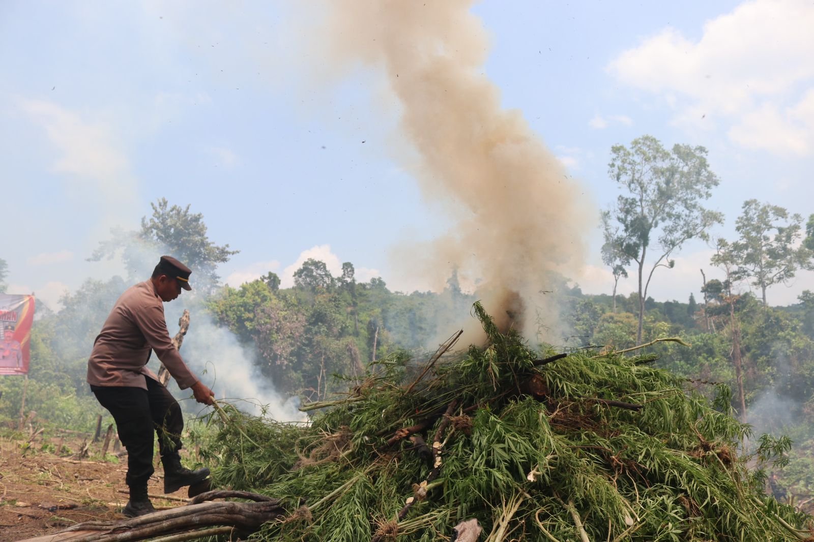 Foto: Kapolda Aceh Pimpin Pemusnahan Ladang Ganja